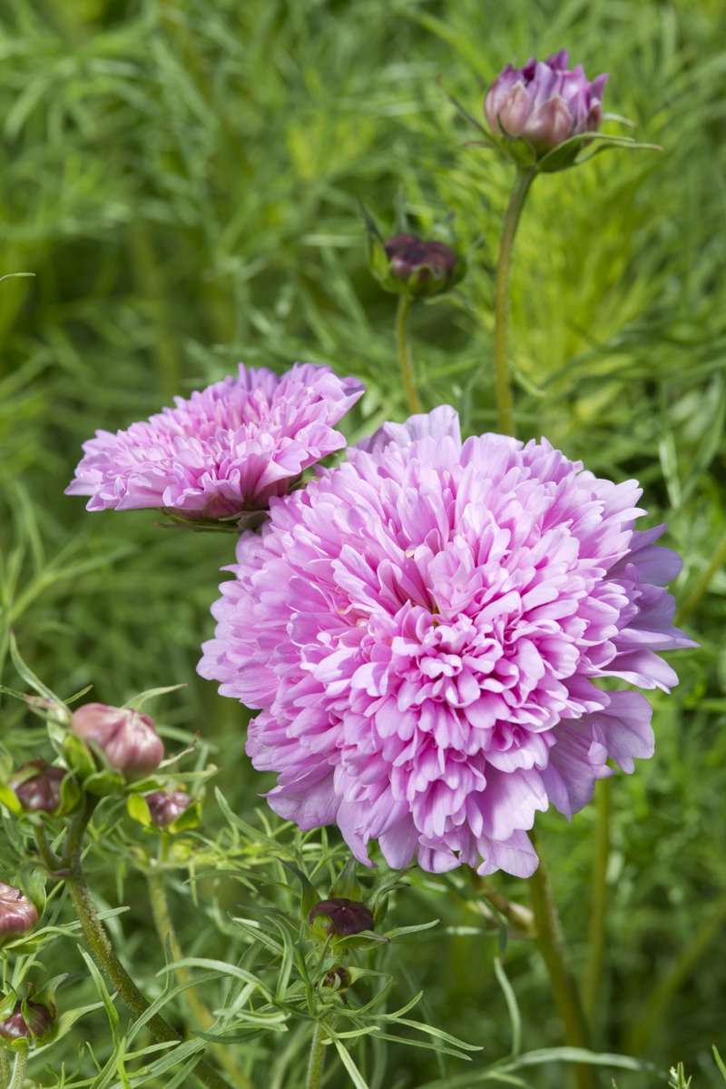 Cosmos 'Double Dutch Rose' (frø)